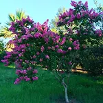 Eutuxia House * Corfu (city)
